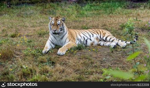 one siberian tiger laying on the grass in a zoo
