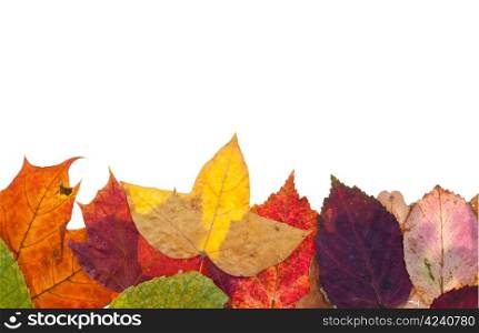 one side frame from motley autumn leaves isolated on white background