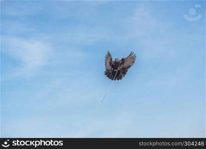 one single pigeon flying over blue clean background with its foot strapped with rope.concept of no freedom. . a pigeon flying over blue clean background with its foot strapped