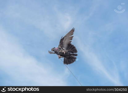 one single pigeon flying over blue clean background with its foot strapped with rope.concept of no freedom. . a pigeon flying over blue clean background with its foot strapped