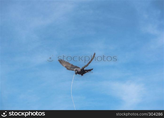 one single pigeon flying over blue clean background with its foot strapped with rope.concept of no freedom. . a pigeon flying over blue clean background with its foot strapped
