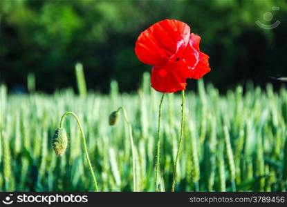 One single poppy flower in a grain field