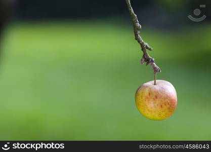 One single red and yellow apple hanging on the branch of a tree in a green orchard