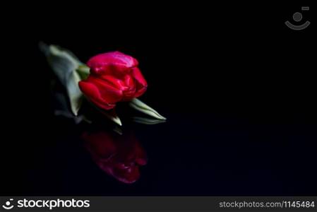 one single red tulip on black background studio shot