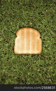 One slice of toast on grass.