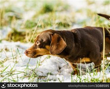 One small brown long dachshund puppy purebreed dog walking on snow during winter season.. Dachshund dog on snow