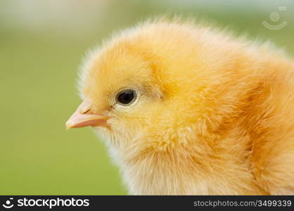 One small chicken a over green background