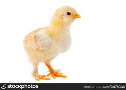 One small chicken a over white background