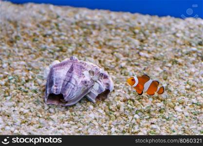 one small clown fish swimming near clown seashell the bottom of aquarium