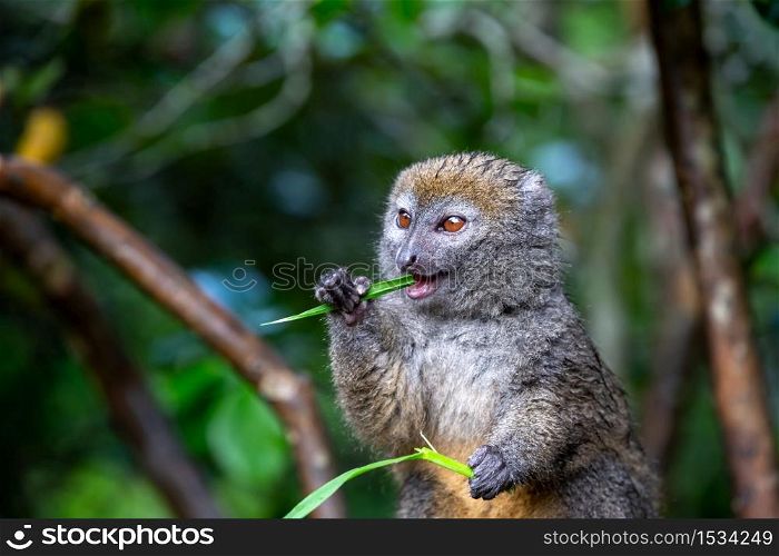 One small lemur on a branch eats on a blade of grass. A small lemur on a branch eats on a blade of grass
