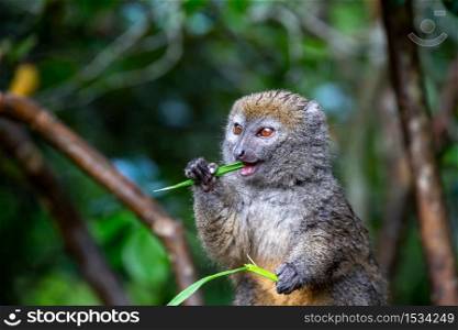One small lemur on a branch eats on a blade of grass. A small lemur on a branch eats on a blade of grass