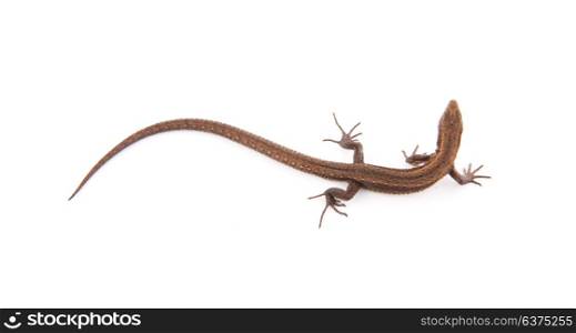 One small lizard on a white background