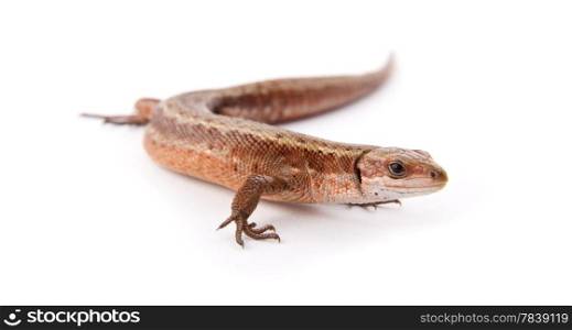 One small lizard on a white background