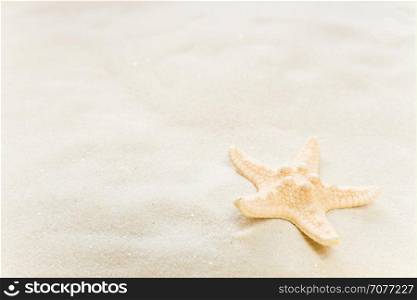 One starfish on the background of white sea sand