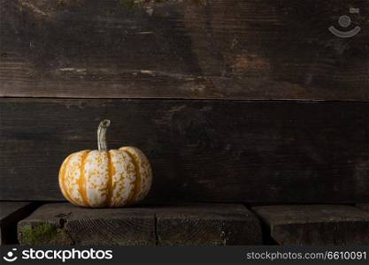 One striped yellow pumpkin on dark wooden background , Halloween concept , copy space for text. Pumpkin on wooden background