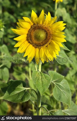 One sunflower growing in a field in Tuscany, Italy.