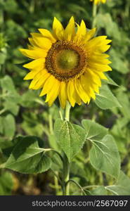 One sunflower growing in a field in Tuscany, Italy.