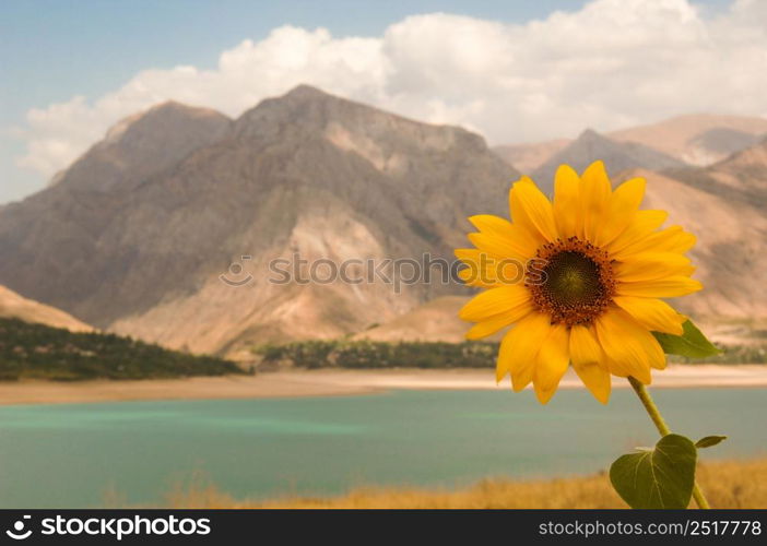 one sunflower on the background of mountains and lake. Uzbekistan, Charvak reservoir. Nature of Central Asia. sunflower against the sky