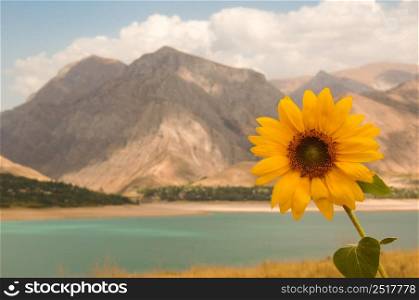 one sunflower on the background of mountains and lake. Uzbekistan, Charvak reservoir. Nature of Central Asia. sunflower against the sky