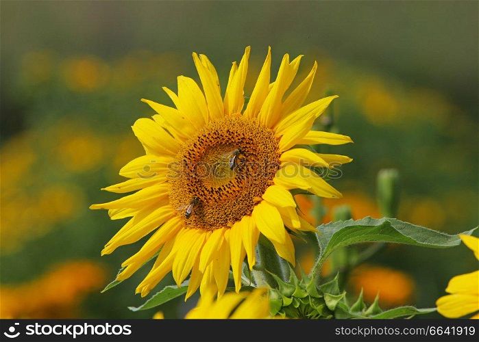 One sunflower with bees in summer day.