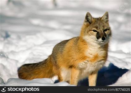 One Swift Fox in the snow
