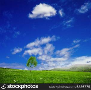 One tree in green meadows over blue sky