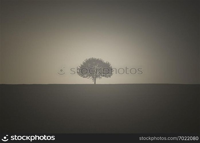 One tree on an empty meadow with the sunrise light behind it.