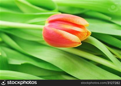 One tulip and many green leaves close up