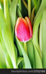 One tulip and many green leaves close up