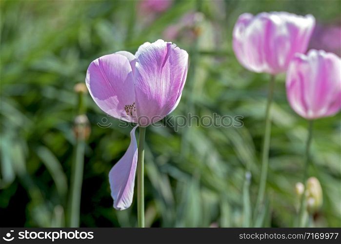 one tulip in the foreground, one petal hanging, view of stamens and a small green aphid
