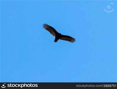 One turkey vulture soaring in flight with wings stretched out and illuminated, against clear blue sky.