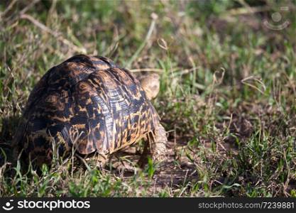 One turtle crawls between the grass in the savannah. A turtle crawls between the grass in the savannah