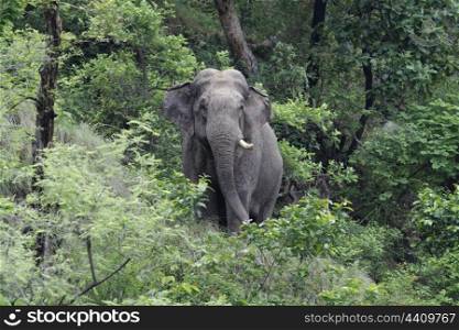 one tusked asian elephant male