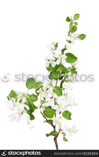 One vertical branch of apple-tree with green leaf and white flowers. Isolated on white background. Close-up. Studio photography.
