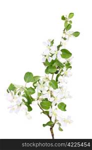 One vertical branch of apple-tree with green leaf and white flowers. Isolated on white background. Close-up. Studio photography.