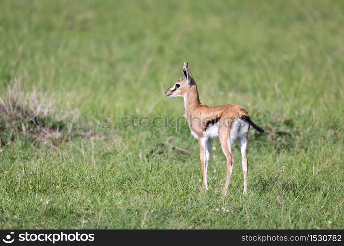 One very young Thomson Gazelle in the Kenyan grass landscape. A very young Thomson Gazelle in the Kenyan grass landscape