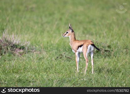 One very young Thomson Gazelle in the Kenyan grass landscape. A very young Thomson Gazelle in the Kenyan grass landscape