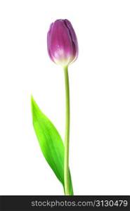 One violet tulip isolated close up