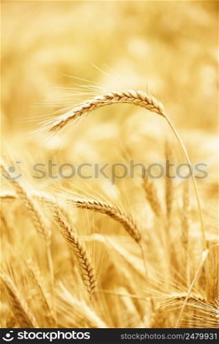 One wheat ear above the ripe wheat field