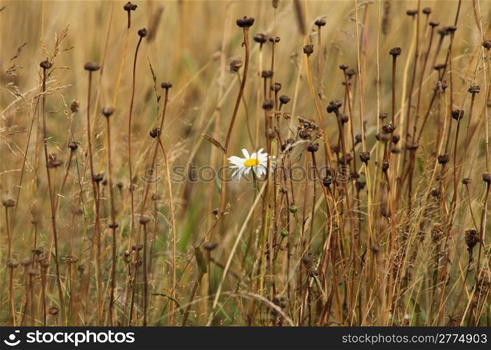 One white daisy among the yellow withered stalks of plants. white flower on a yellow field