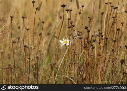 One white daisy among the yellow withered stalks of plants. white flower on a yellow field