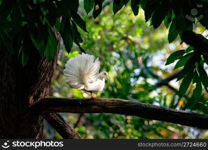 One white decorative pigeon on the tree