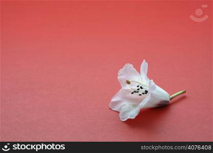 One white flower on red, symbolizes individuality or loneliness