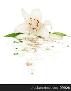 One white Lily flower with two buds and green leaves closeup, isolated on a white background, with reflection in water