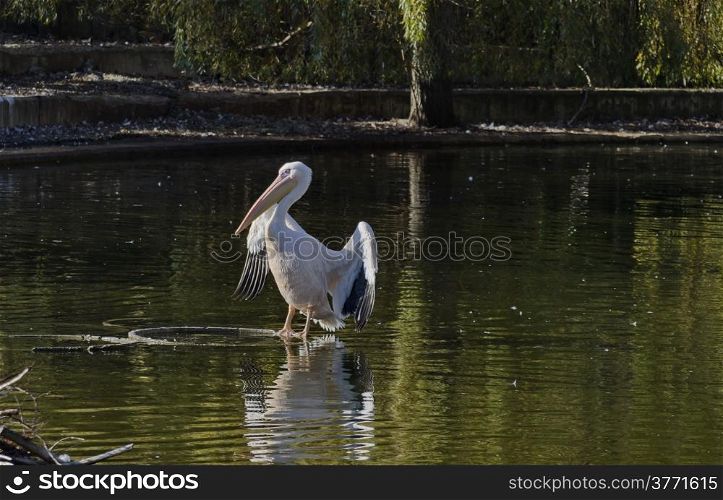 One White pelican with outspread wings in a pond