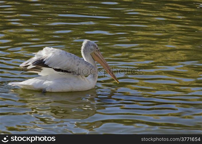 One White pelican with outspread wings in a pond