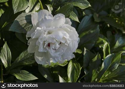 One white peony or Paeonia flower in the green natural background, Sofia, Bulgaria
