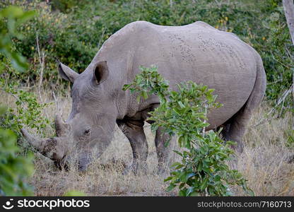 One White Rhinoceros grazing in the wild