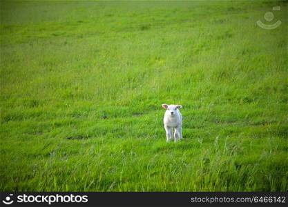 one white sheep eats green grass at farm