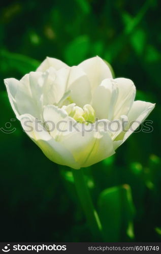 one white tulip on a background of green grass